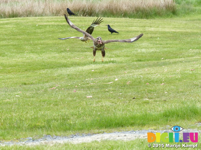 FZ015579 Red kite taking off (Milvus milvus)